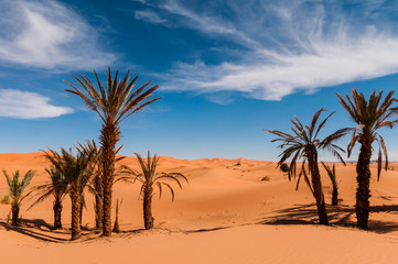 Palmen in der Sahara bei Merzouga (Erg Chebbi); Marokko
