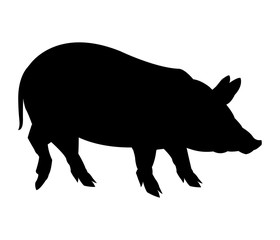 Pig icon. Animal life nature and fauna theme. Isolated black and white design. Vector illustration