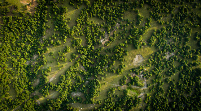 Vista a&eacute;rea de un bosque en Puebla