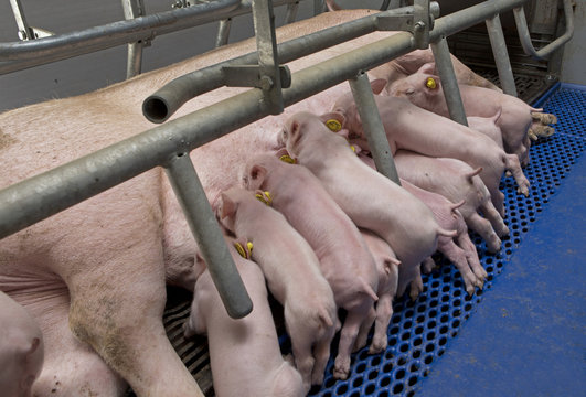 Lactation. Piglets nursing in stable. Suckling pigs. Farming Netherlands