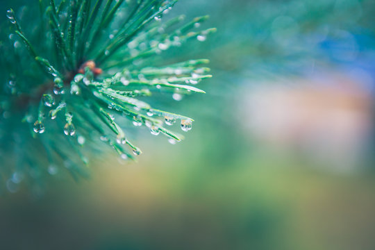 fir dew. Pine tree with morning dew on the twig, abstract natura