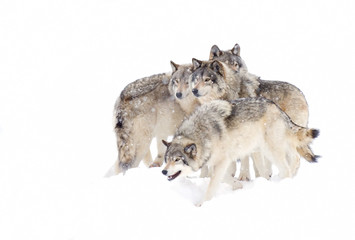 Naklejka premium Timber wolves or Grey Wolf (Canis lupus) pack isolated on a white background playing in the snow against a white background in Canada