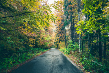 Fototapeta na wymiar Road in autumn forest 