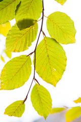 Fototapeta na wymiar colorful leaves of a beech tree. Autumn beech leaves decorate a