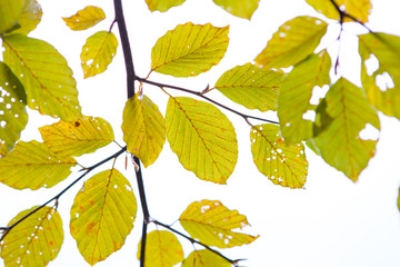 Obraz premium colorful leaves of a beech tree. Autumn beech leaves decorate a