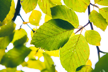  colorful leaves of a beech tree. Autumn beech leaves decorate a