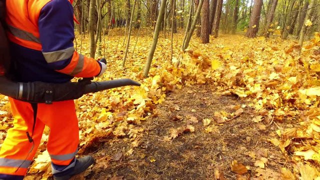 worker blows the autumn leaves