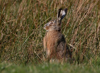 European brown Hare (Lepus europaeus) on full alert, ready to run.