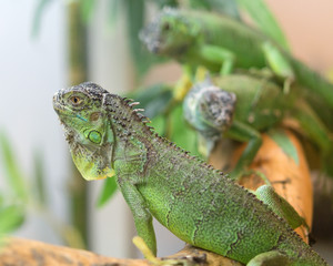 lizard iguana