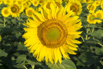 Natural beautiful sunflowers in the field