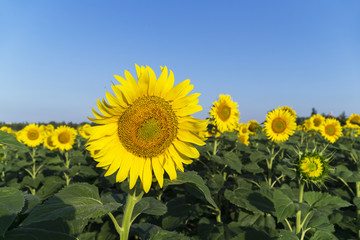 Natural beautiful sunflowers in the field