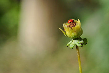 ladybug on the calyx of a flower