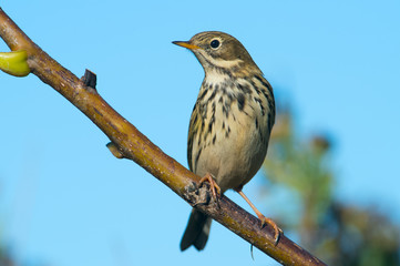 Fototapeta premium Anthus pratensis