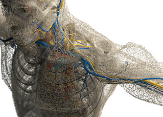 Human anatomy head, neck and shoulders covered in network of dots. Bio-tech skin, disease or molecular biology. Sensory points or cells. 3D illustration.