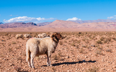 Obraz premium Widder mit Schafherde im Hohen Atlas; Marokko