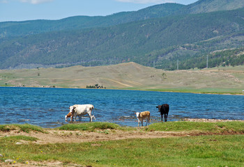 Obraz premium shore of Baikal lake