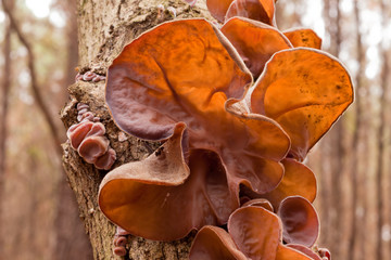 Jews Ear fungus Auricularia auricula-judae on wood © PiLensPhoto