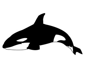 Whale icon. Animal life nature and fauna theme. Isolated black and white design. Vector illustration