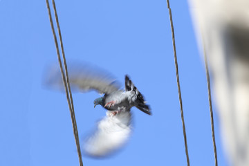 Lonesome dove in flight between the transmission lines