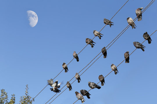 Pigeons sit above mentioned trees, but below the moon