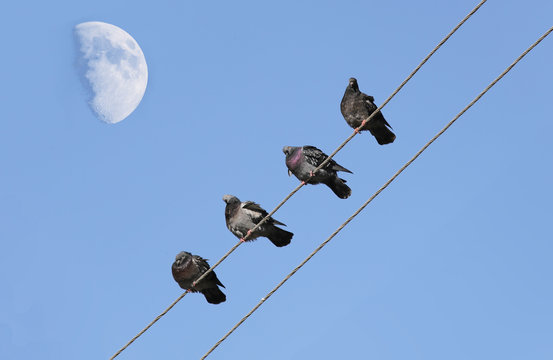 Pigeons who are preparing for the night