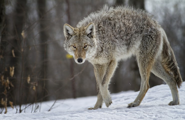 Coyote