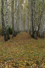 Autumn in the birch grove