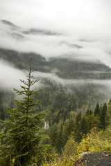 mountains, fog, fir-tree. Abkhazia