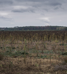 Obraz premium Unharvested field with dried sunflowers