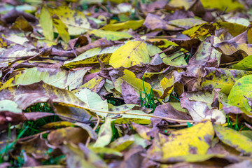 Colorful autumn leaves