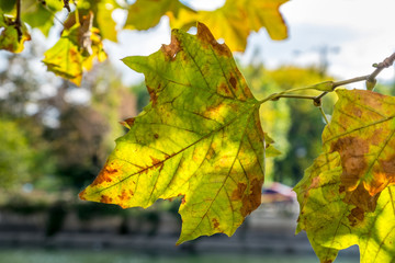 Colorful autumn leaves
