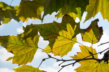 Colorful autumn leaves
