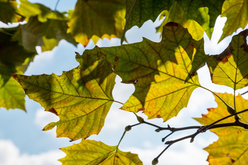 Colorful autumn leaves