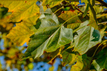 Colorful autumn leaves
