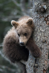 Fototapeta premium Cute Alaskan brown bear cub