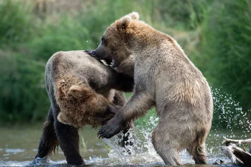 Fototapete Bären Two Alaskan brown bears fighting  © Tony Campbell