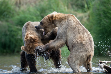 Two Alaskan brown bears fighting
