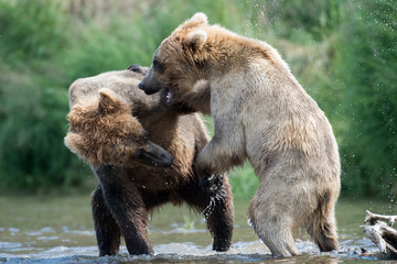 Two Alaskan brown bears fighting