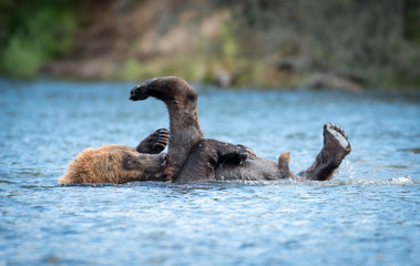 Alaskan brown bear playing