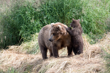 Fototapeta na wymiar Alaskan brown bear cub and sow