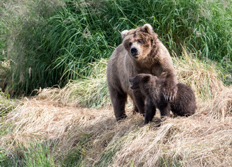 Obraz na płótnie Canvas Alaskan brown bear cub and sow