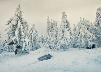 Snowy christmas trees in the top of mountain in winter