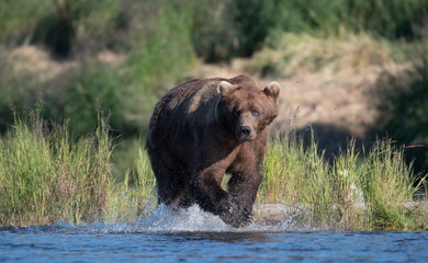 Obraz na płótnie Canvas Large Alaskan brown bear