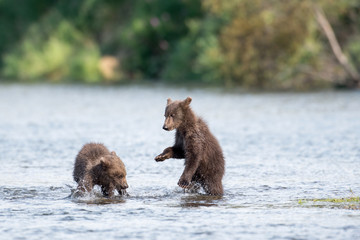 Two cute brown bear cubs playing