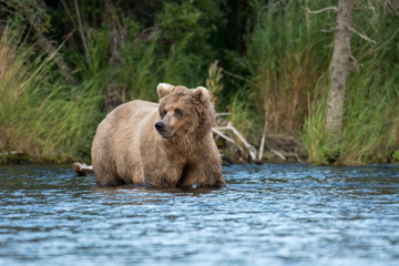 Fototapeta na wymiar Alaskan brown bear sow