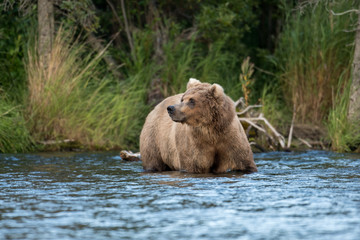 Alaskan brown bear sow