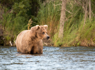 Obraz na płótnie Canvas Alaskan brown bear sow