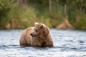 Obraz premium Alaskan brown bear sow