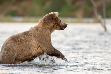 Alaskan brown bear sow