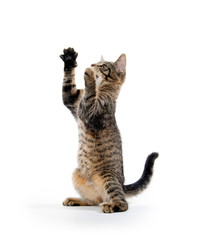 Obraz premium Cute tabby kitten on hind legs